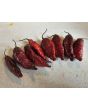 Hot Pepper 'Redgum Tiger MAMP x Chocolate Nagabrains' Seeds (Certified Organic)