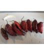Hot Pepper 'Redgum Tiger MAMP x Chocolate Nagabrains' Seeds (Certified Organic)