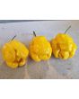 Hot Pepper 'Yellow Carolina Reaper' AKA ‘Reaper Moruga Yellow' Seeds (Certified Organic)