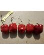 Hot Pepper ‘CGN 21500 x Isabela Island Galapagos Habanero' Seeds (Certified Organic)
