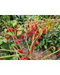 Hot Pepper 'Hot Paper Lantern' Seeds (Certified Organic)