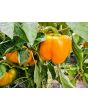 Bell Pepper 'Golden California Wonder' Seeds (Certified Organic) 