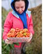Tomato 'Reisetomate' Seeds (Certified Organic) 