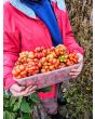 Tomato 'Reisetomate' Seeds (Certified Organic) 