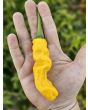 Hot Pepper ‘Yellow Peter’ Seeds (Certified Organic)