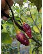Hot Pepper ‘7 Pot Bubblegum (BBG7) Dream' Seeds (Certified Organic)