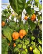 Hot Pepper 'Jay's Peach Ghost Scorpion' Seeds (Certified Organic)