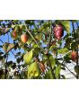 Hot Pepper ‘7 Pot Bubblegum (BBG7) Dream' Seeds (Certified Organic)