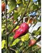 Hot Pepper ‘7 Pot Bubblegum (BBG7) Dream' Seeds (Certified Organic)