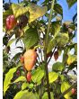 Hot Pepper ‘7 Pot Bubblegum (BBG7) Dream' Seeds (Certified Organic)