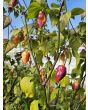 Hot Pepper ‘7 Pot Bubblegum (BBG7) Dream' Seeds (Certified Organic)