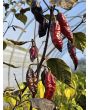 Hot Pepper 'Redgum Tiger MAMP x Chocolate Nagabrains' Seeds (Certified Organic)