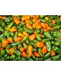 Sweet Pepper 'Lunch Box Orange' Seeds (Certified Organic)
