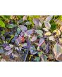 Hot Pepper 'Scarlett's Chili Variegated' Seeds (Certified Organic)