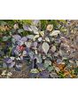 Hot Pepper 'Scarlett's Chili Variegated' Seeds (Certified Organic)