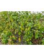 Hot Pepper 'Aji Lemon Drop' Seeds (Certified Organic)
