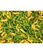Hot Pepper 'Aji Lemon Drop' Seeds (Certified Organic)