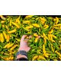 Hot Pepper 'Aji Lemon Drop' Seeds (Certified Organic)