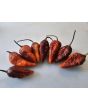 Hot Pepper ‘7 Pot Bubblegum (BBG7) Dream' Seeds (Certified Organic)