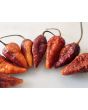 Hot Pepper ‘7 Pot Bubblegum (BBG7) Dream' Seeds (Certified Organic)