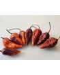Hot Pepper ‘7 Pot Bubblegum (BBG7) Dream' Seeds (Certified Organic)
