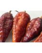 Hot Pepper ‘7 Pot Bubblegum (BBG7) Dream' Seeds (Certified Organic)