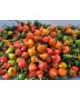 Hot Pepper 'Spinning Top' Seeds 