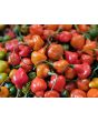 Hot Pepper 'Spinning Top' Seeds 