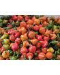 Hot Pepper 'Spinning Top' Seeds 