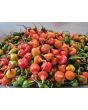 Hot Pepper 'Spinning Top' Seeds 