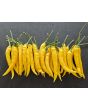 Hot Pepper ‘Cedrino' Seeds (Certified Organic)