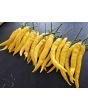 Hot Pepper ‘Cedrino' Seeds (Certified Organic)