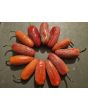 Hot Pepper ‘TAM Jalapeno’ Seeds (Certified Organic)