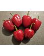 Hot Pepper ‘Dieghito Jalapeno’ Seeds (Certified Organic)