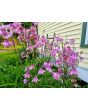 Double Pink Columbine Seeds