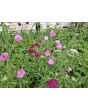 Cherry Red Scabiosa Seeds