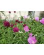 Cherry Red Scabiosa Seeds