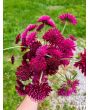 Cherry Red Scabiosa Seeds