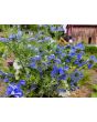 Love-in-a-Mist Mix Seeds
