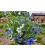 Love-in-a-Mist Mix Seeds