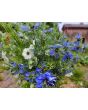 Love-in-a-Mist Mix Seeds