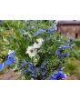 Love-in-a-Mist Mix Seeds