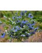 Love-in-a-Mist Mix Seeds