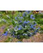 Love-in-a-Mist Mix Seeds