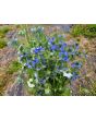 Love-in-a-Mist Mix Seeds