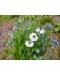 Love-in-a-Mist Mix Seeds