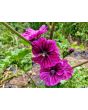 Mallow/French Hollyhock 'Brave Heart' Seeds