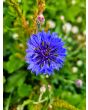 Bachelor's Button 'Blue Boy' Seeds