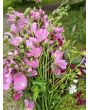 Tree Mallow 'Rosea' Seeds