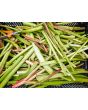 Rhubarb Seeds